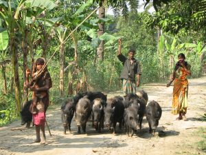 Pig raisers in village